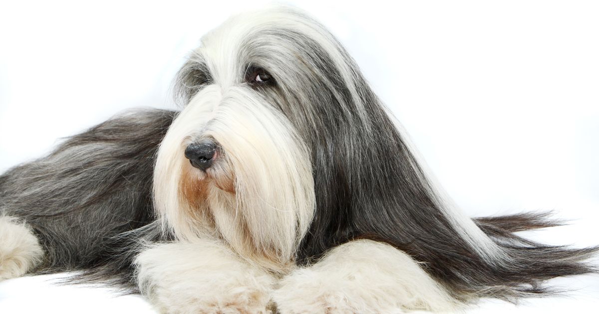 Bradati koli razmišlja svojom glavom: Ako ovom psu zadate komandu bez smisla, nasmejaće vam se u lice!