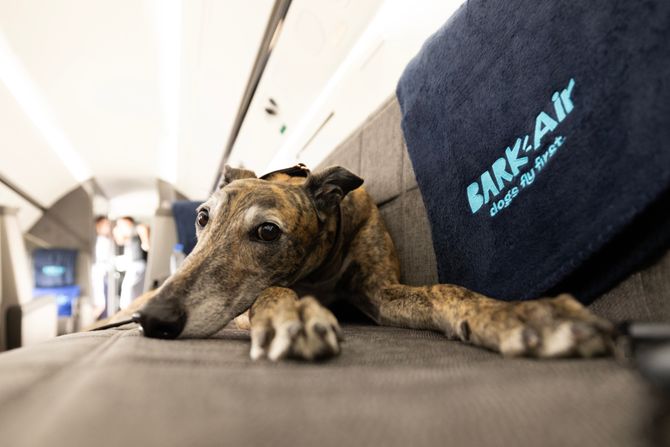 Bark Air Bark Air