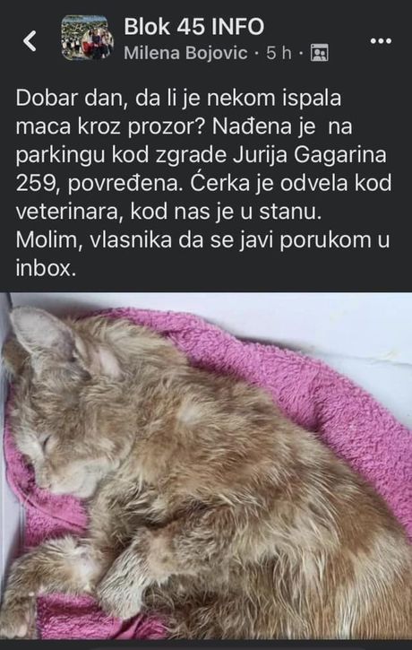 Povređena mačka