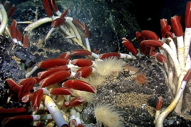 džinovski cevasti crv, Riftia pachyptila