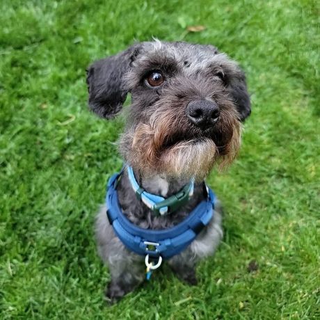 Pas Gizmo posle sređivanja