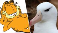 Šta može da bude zajedničko mački i ptici: Baš ništa, osim ako nije reč o Garfildu i albatrosu