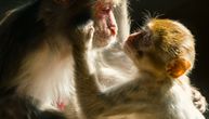 Da li životinje imaju emocije i svest? 100 istraživača dalo odgovor na ovo važno pitanje