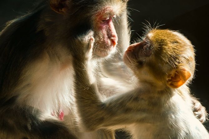 majčinska briga, majmuni, primati