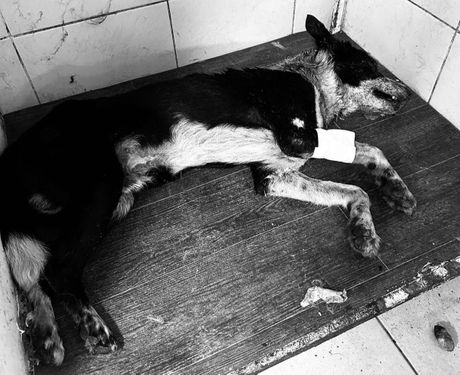 Otrovani psi iz NIša