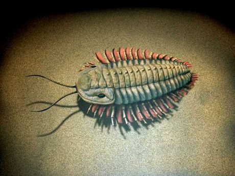 trilobit