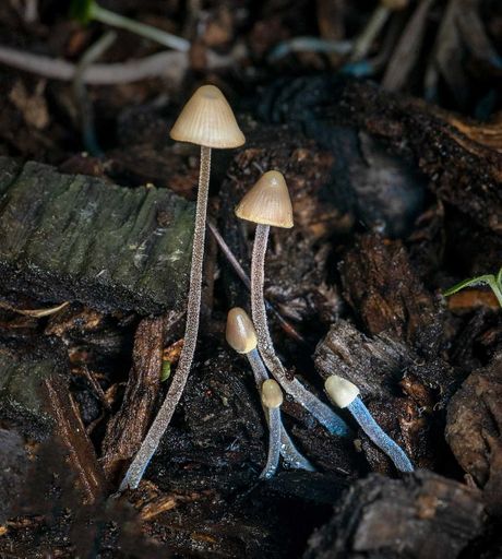 pečurke, gljive, Mycena