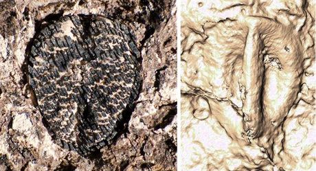 Fosil semena vinove loze