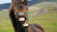 Šta znate o zubima kod konja: U životu on promeni dva "kompleta", a povremeno ima i "višak"