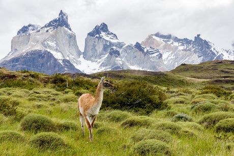 guanaco, gvanako
