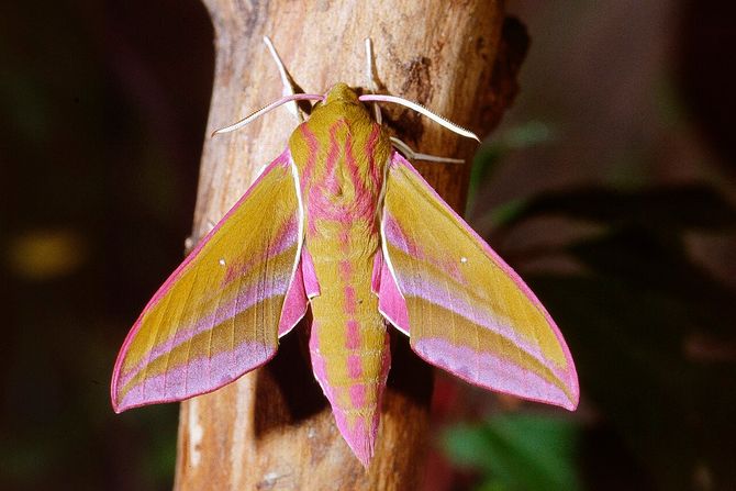 moljac, noćni leptir, Deilephila elpenor