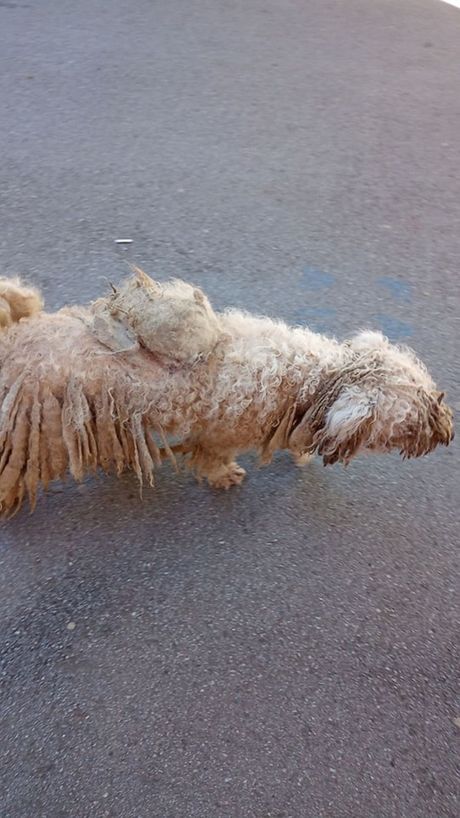 Napušten pas u Pančevu