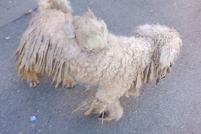 Napušten pas u Pančevu