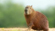 Danas je dan najvećeg glodara na svetu: Duplo je veći od dabra, voli vodu, ali ima gadnu naviku