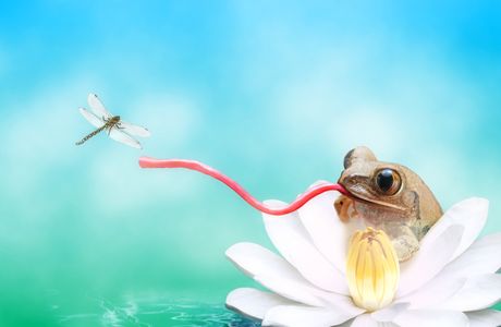 Jezik kod životinja