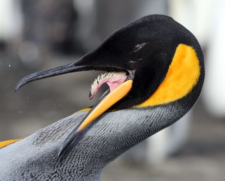 Jezik kod životinja