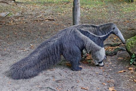 Jezik kod životinja