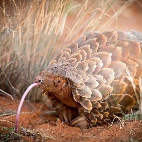 Jezik kod životinja