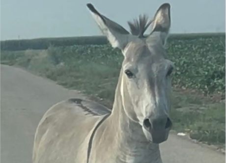 Magarica Brena i njen mužjak vraćeni na salaš