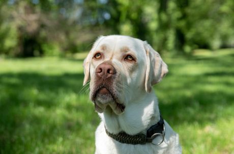 Labrador retriver