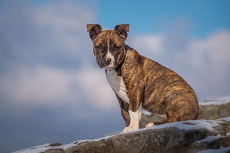 Američki stafordski terijer