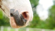 Krvarenje iz nosa konja: Ima 8 uzroka, a jedan razlog javlja se samo kod jednog od 2.500 konja