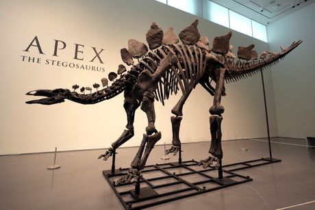 Stegosaurus