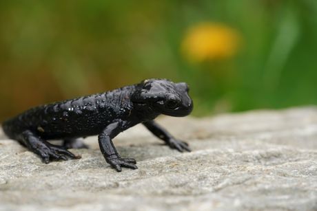 Crni alpski daždevnjak