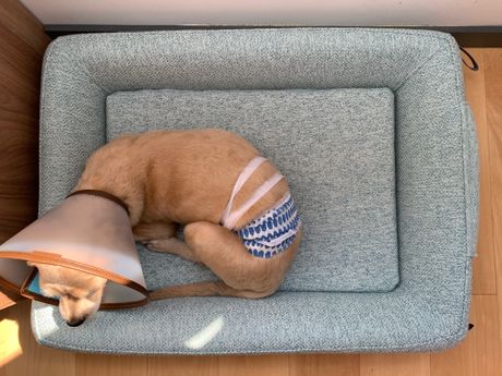 Pas i viktorijanska kragna