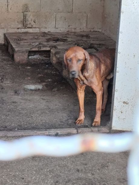 Pas u prihvatilištu