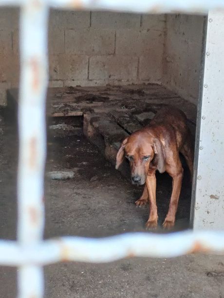 Pas u prihvatilištu