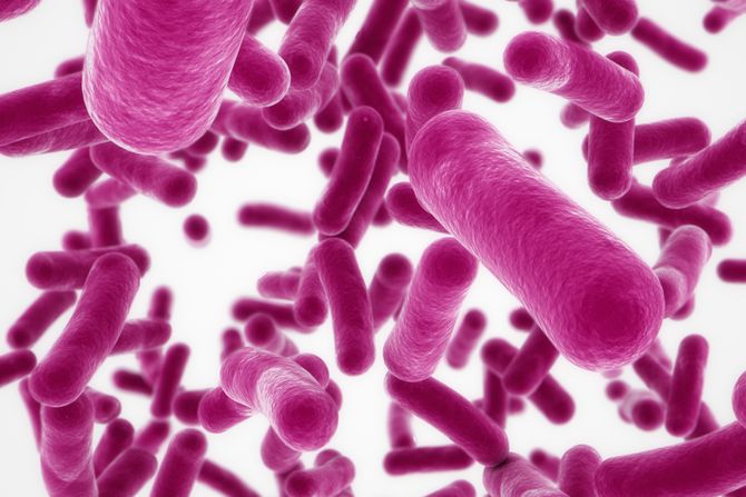 boar's head, prodavnica, bakterije