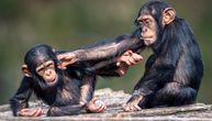 Šimpanze snimljene kako nešto što se nije očekivalo: Koriste lekovite biljke za lečenje rana