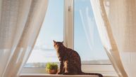 Idete na dva dana i ne znate šta ćete sa mačkom? Stručnjak objašnjava da li sme da ostane sama i koliko