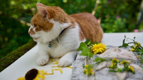 Mačka uništava cveće