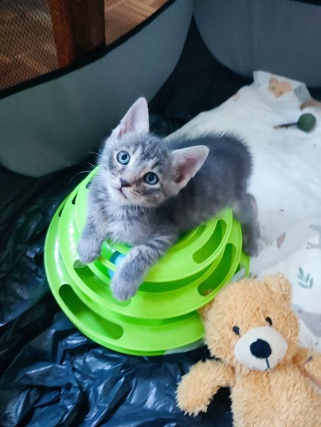 Mačići iz Beograda udomljavanje