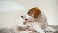 Zbog ovih 6 najčešćih razloga psi ujedaju sami sebe: Jedan od uzroka izaziva pravu pustoš na telu ljubimca