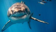 Nestanak velikih belih ajkula preti urušavanju morskih ekosistema i života na planeti