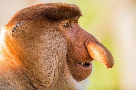 Nosati majmun mužjak