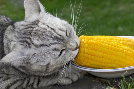 Mačka i kukuruz