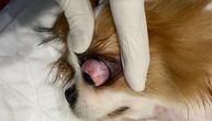 Prolaps oka kod psa: Ovo je hitno stanje, ne dopušta čekanje i sanira se u roku od 60 minuta