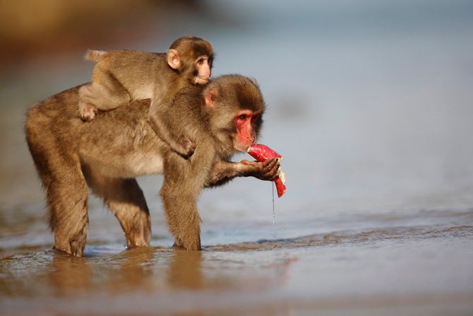makaki, pranje hrane