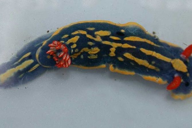 morski golać Hypselodoris festiva