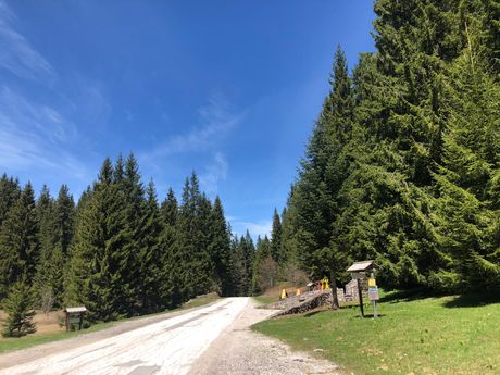 Šuma planina Golija