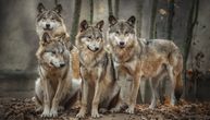 Visoke stope preživljavanja objašnjavaju 20 godina brze ekspanzije vukova u Nemačkoj