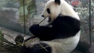 Izuzetno otkriće kineskih naučnika: Džinovske pande koriste alat!