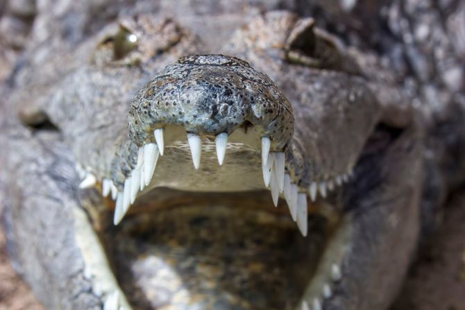 Australijski krokodil