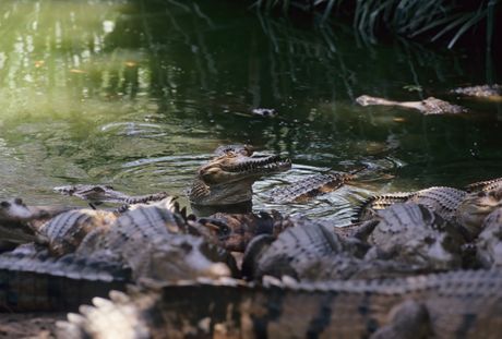 Australijski krokodil