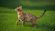 Tojger, mačka visokih ramena koju zovu i kućni tigar: Nežna prema deci, ne voli da skita, podnosi povodac