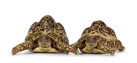 Mužjak i ženka leopard kornjače